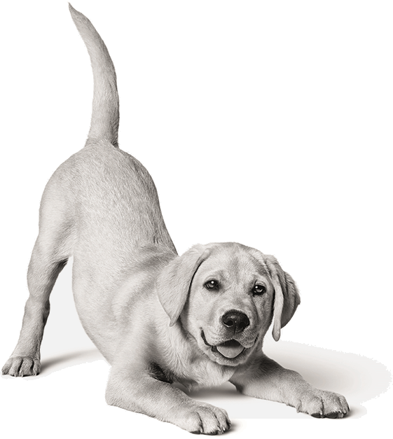 Picture of Labrador puppy