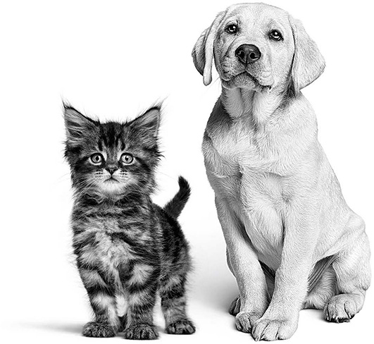 Dog and cat picture