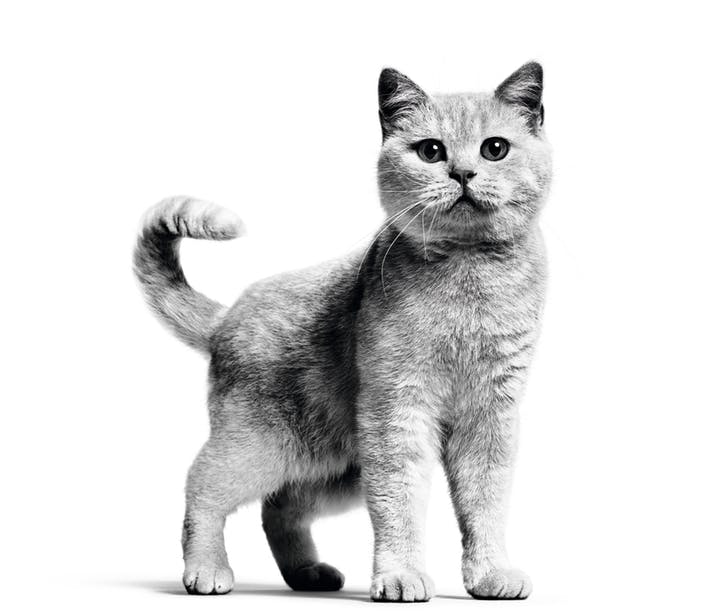 Picture of British Shorthair cat