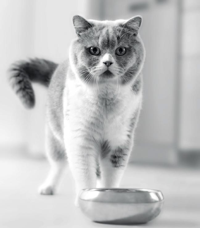 Cat and bowl