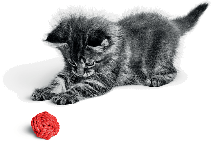 Picture of Maine Coon kitten