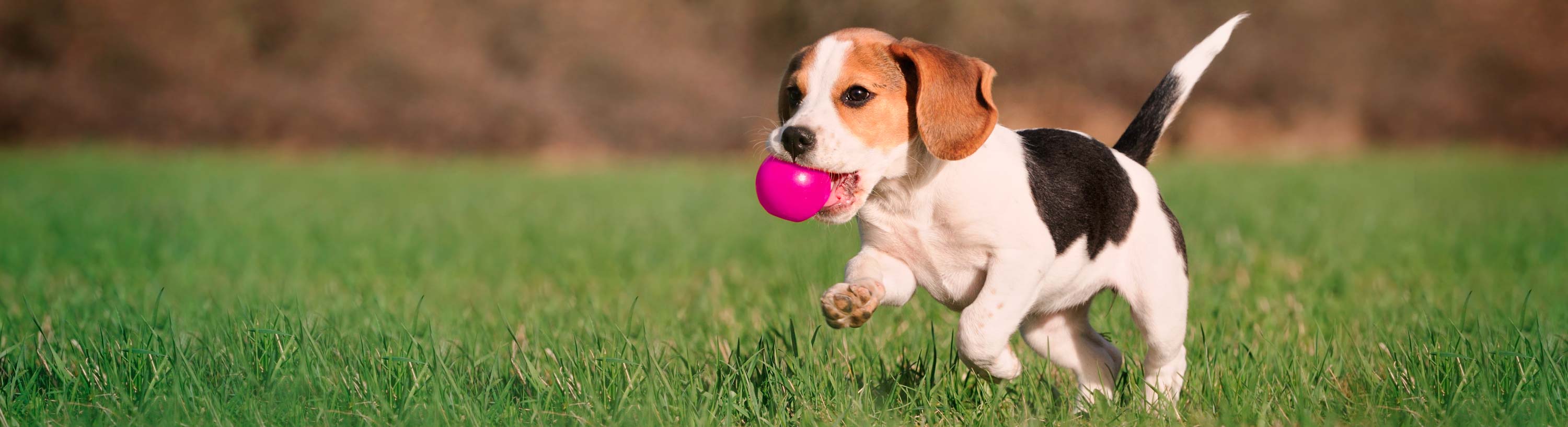 Dog running