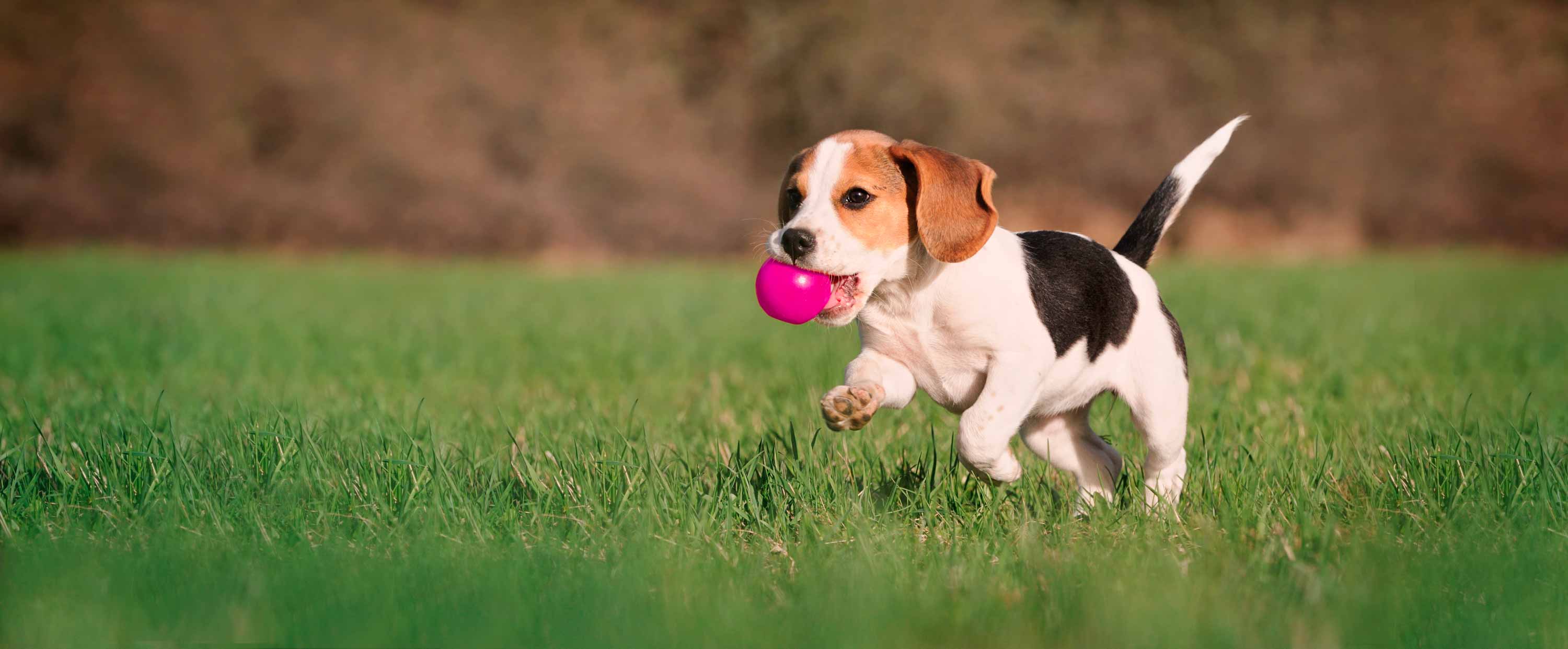 Dog running